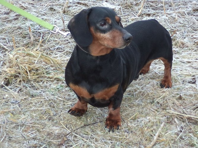 Tier der Woche: Bodo (Foto: Tierheim Nordhausen) Tier der Woche: Bodo (Foto: Tierheim Nordhausen)