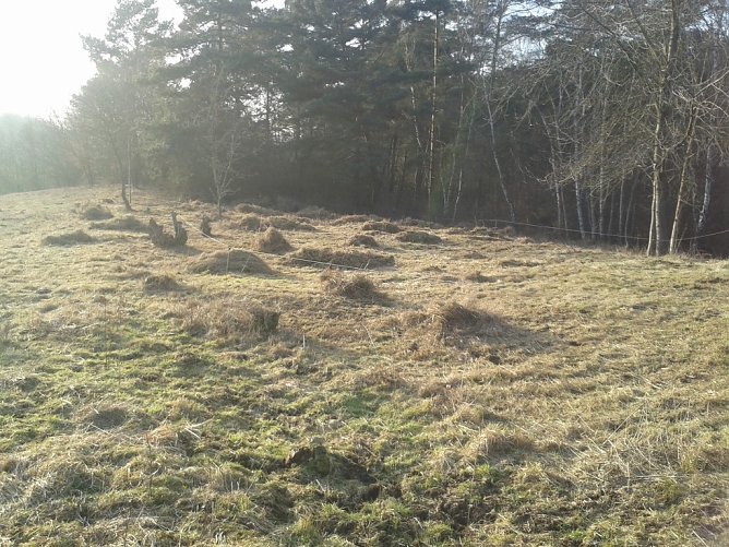Standort des Stattlichen Knabenkrauts (Foto: Bodo Schwarzberg)