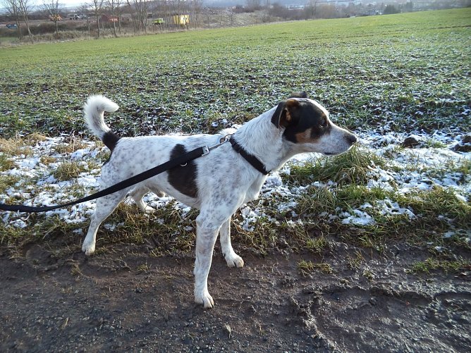 Tier der Woche: Tyson (Foto: Tierheim ndh)