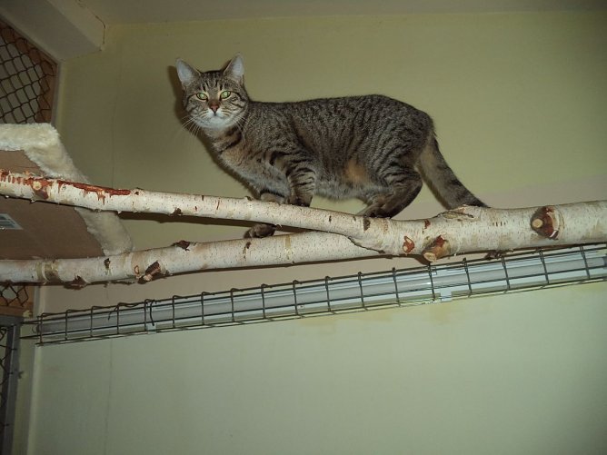 Tier der Woche: Illo (Foto: Tierheim ndh) Tier der Woche: Illo (Foto: Tierheim ndh)