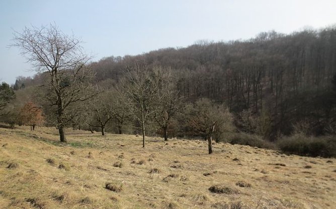 Fl&auml;che nach der Entbuschung (Foto: privat)