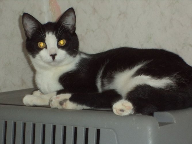 Tier der Woche: Samira (Foto: Tierheim ndh)