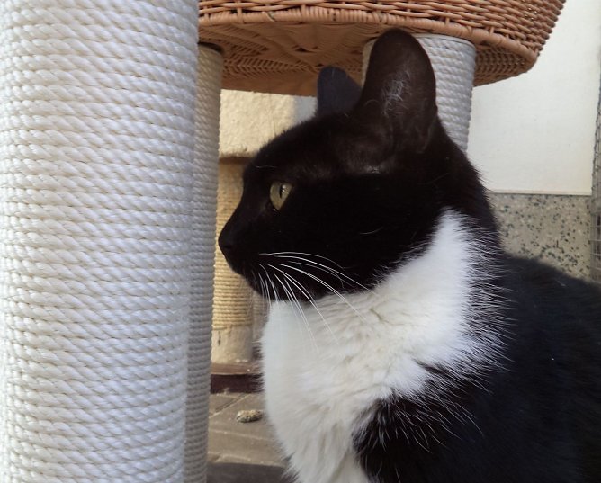 Tier der Woche: Peterle (Foto: Tierheim ndh) Tier der Woche: Peterle (Foto: Tierheim ndh)