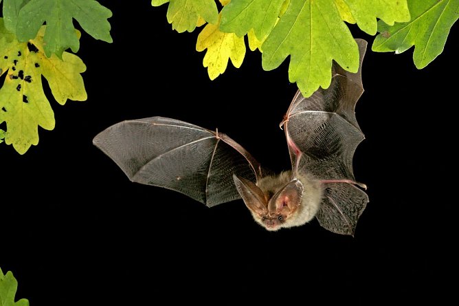 Braunes Langohr (Foto: Marko König) Braunes Langohr (Foto: Marko König)