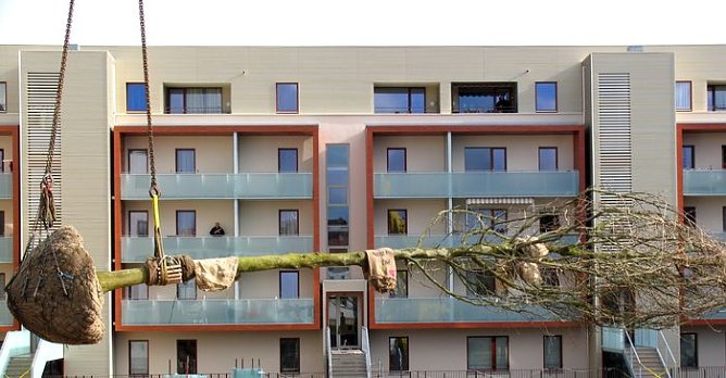 Schwebender Baum (Foto: psv)