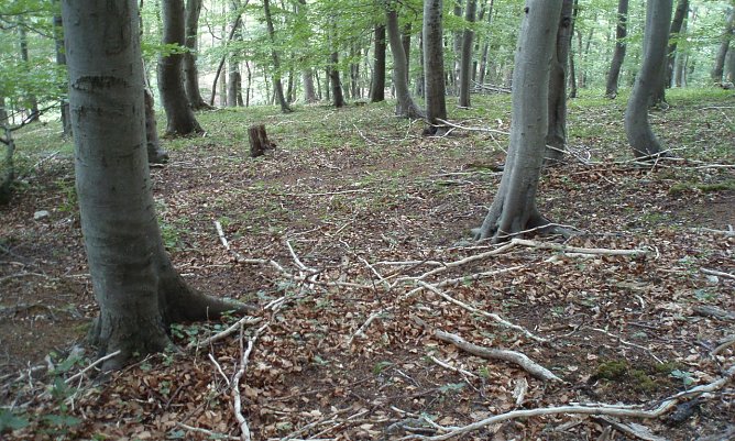 Trockener Waldboden (Foto: Forstamt Bleicherode-S&uuml;dharz)