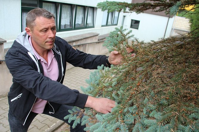 Axel Axt zeigt an einer Fichte den Lausbefall im inneren und unteren Astbereich. (Foto: Ilona Bergmann, Pressestelle Stadt Nordhausen)