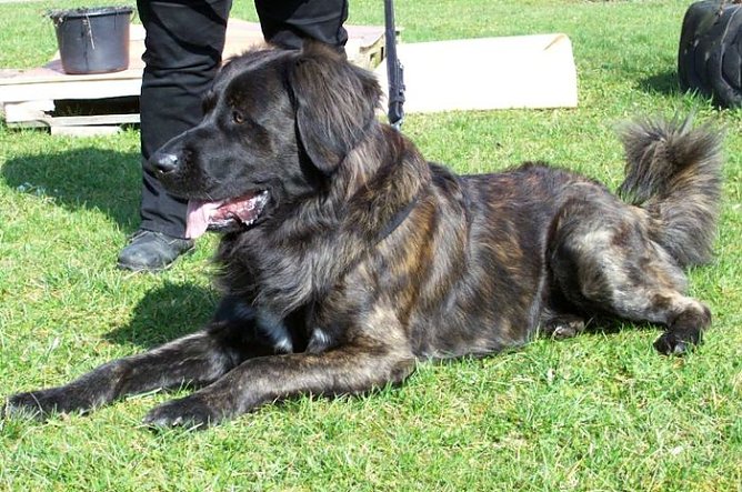 Ghismo sucht ein neues Zuhause (Foto: Knust) Ghismo sucht ein neues Zuhause (Foto: Knust)