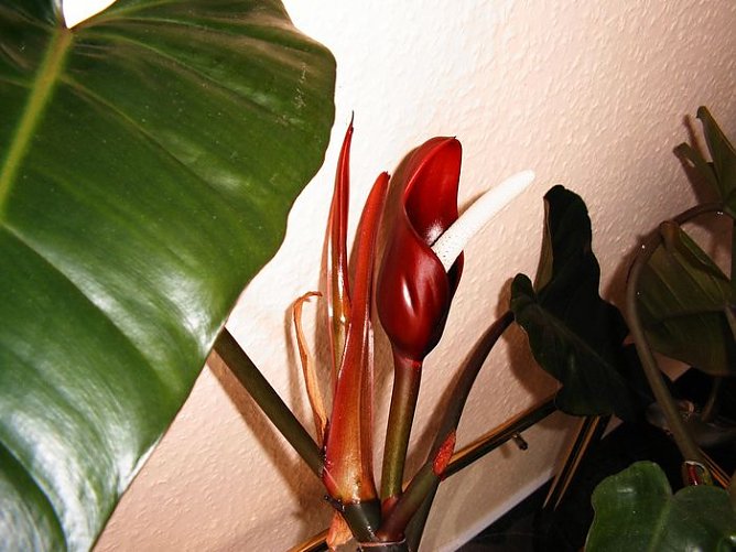 Wer blüht denn da? (Foto: Reinhardt) Wer blüht denn da? (Foto: Reinhardt)