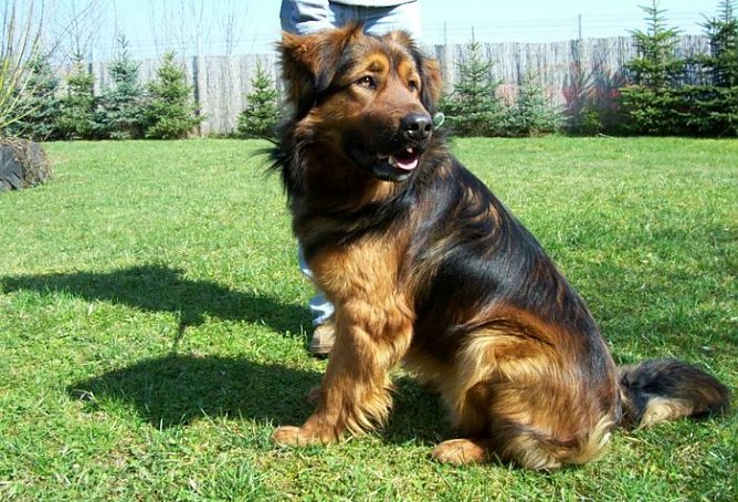 Rex (Foto: Knust) Rex (Foto: Knust)