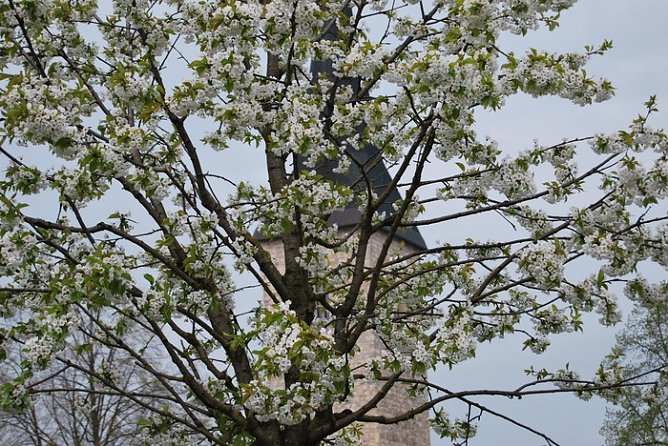 Blütenpracht auf dem Berg (Foto: W. Kaiser) Blütenpracht auf dem Berg (Foto: W. Kaiser)