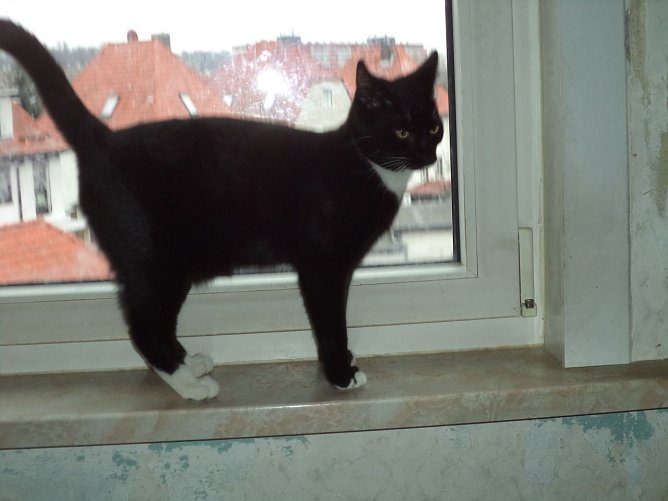 Tier der Woche: Ingo (Foto: Birgit Hellrung)