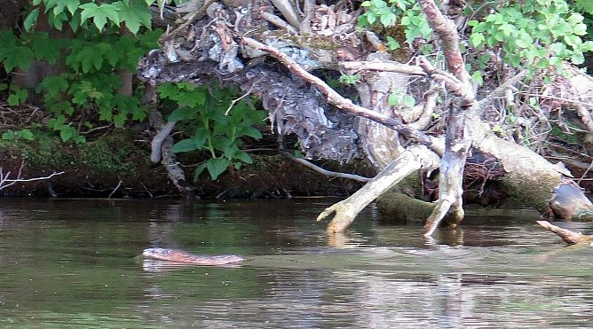 BIber sch&uuml;tzen (Foto: nnz)