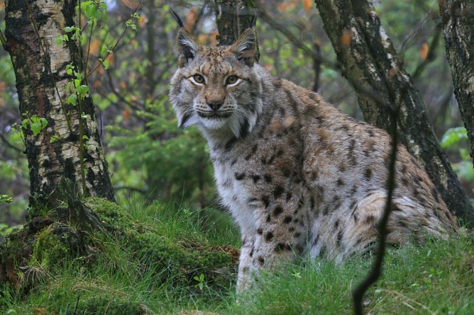 Der Luchs, die edle Gro&szlig;katze, hat ihren Platz im Harz wieder gefunden. (Foto: Nationalparkverwaltung)