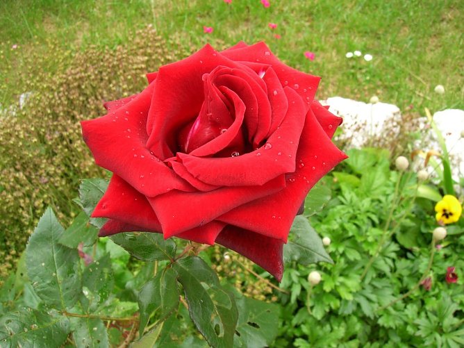 Neue Rosen sollten im Herbst angepflanzt werden (Foto: Ilona Glashagel) Neue Rosen sollten im Herbst angepflanzt werden (Foto: Ilona Glashagel)