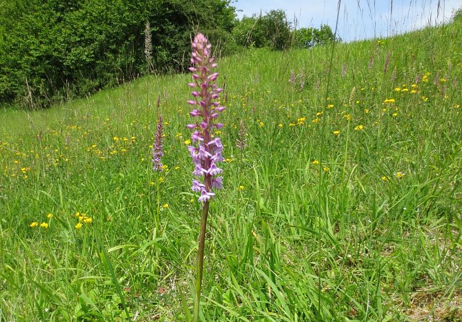 Gro&szlig;er H&auml;ndelwurz (Foto: LPV)