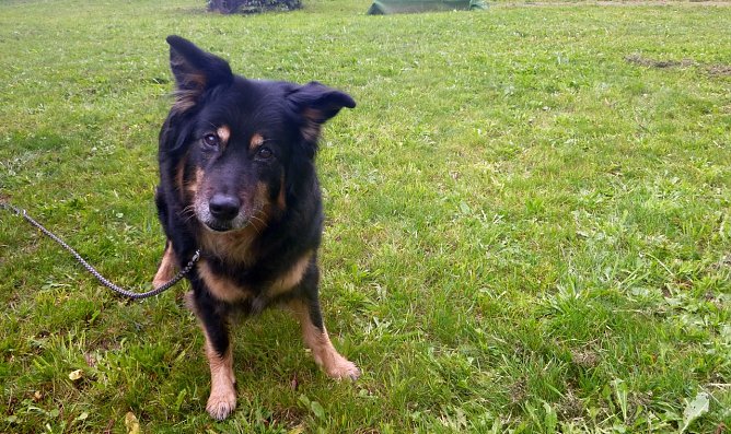 Asta (Foto: B. Hellrung)