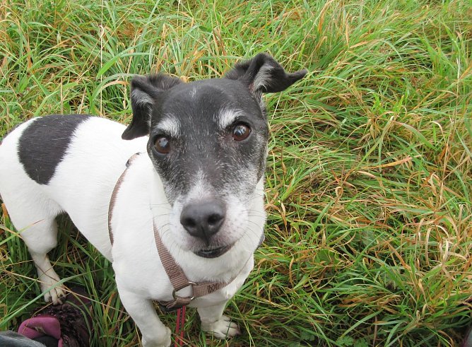 Bobby (Foto: B. Hellrung)