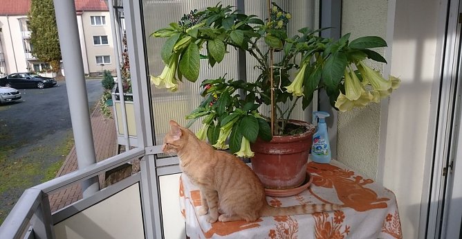 &Uuml;ber 30 Bl&uuml;ten (Foto: Ufermann)