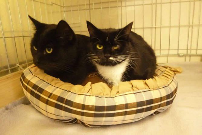 Tiere der Woche: Prinz und Prinzessin (Foto: Birgit Hellrung)