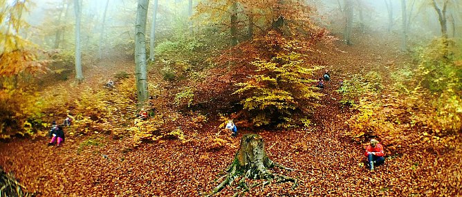 Herbstwald Bleicherode entdeckt (Foto: privat)