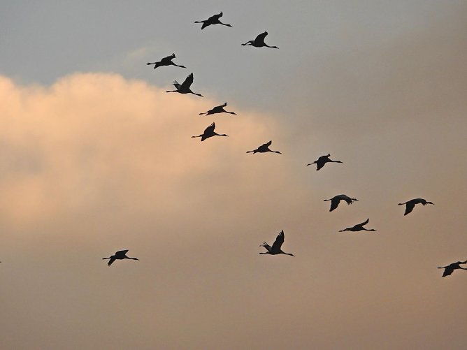 Kraniche im Südharz (Foto: Herbert Buchholz/A. Koschorrek) Kraniche im Südharz (Foto: Herbert Buchholz/A. Koschorrek)