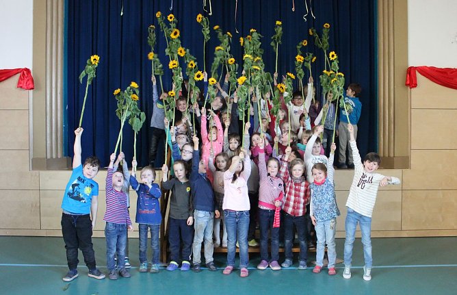 Sonnennblumen im Winter (Foto: privat)