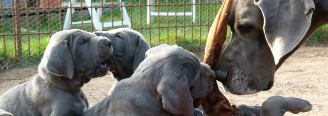 Gespräch mit einer Doggenzüchterin (Foto: privat) Gespräch mit einer Doggenzüchterin (Foto: privat)