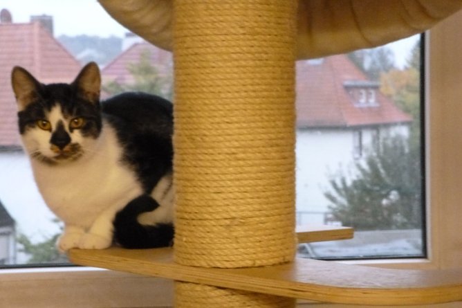 Tier der Woche: G&uuml;nni (Foto: Birgit Hellrung)