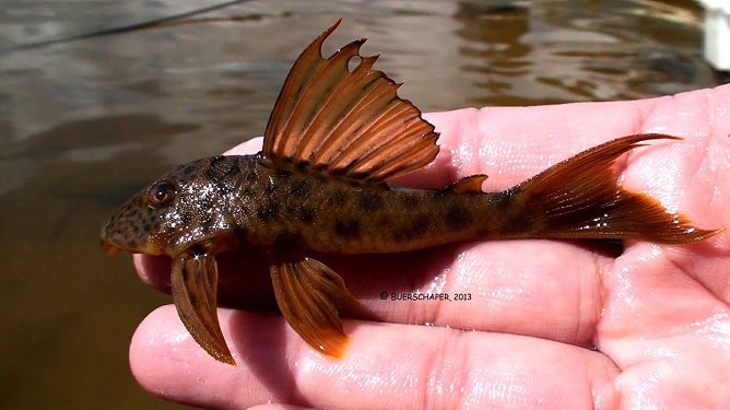 Ancistomus feldbergae (Foto: Swen Buerschaper)