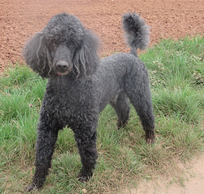 Tier der Woche: Arco (Foto: Birgit Hellrung)