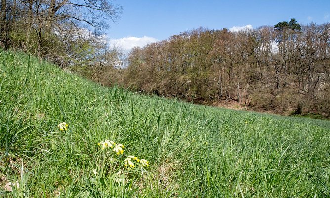 Himmelschl&uuml;sselchenwiese im Gr&auml;blingstal bei R&uuml;digsdorf (Foto: T. Kerwitz)