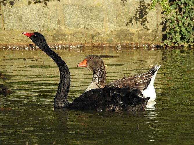 Eine Schw&auml;nin liebt Gans Berta in Bad Schmiedeberg und Peter Blei hat sie beobachtet (Foto: Peter Blei)