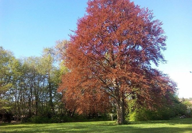 Rotbuche im Schlosspark zu Werther (Foto: privat)
