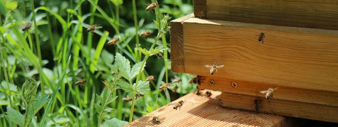 Neue Nachbarn f&uuml;r Niedersachswerfens Grundsch&uuml;ler (Foto: Angelo Glashagel)