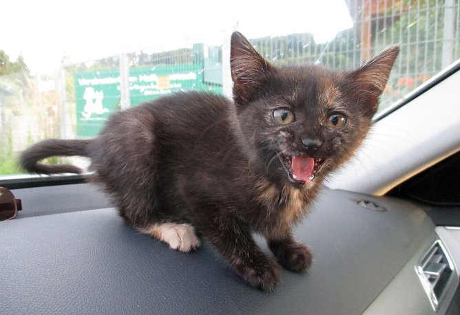 Gerettet und im Tierheim abgegeben (Foto: API)