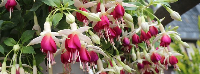 4. Fuchsienschau in der Nordhäuser Traditionsbrennerei (Foto: Angelo Glashagel) 4. Fuchsienschau in der Nordhäuser Traditionsbrennerei (Foto: Angelo Glashagel)