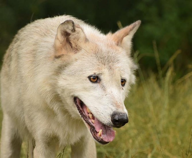 Wolf (Foto: ABW) Wolf (Foto: ABW)