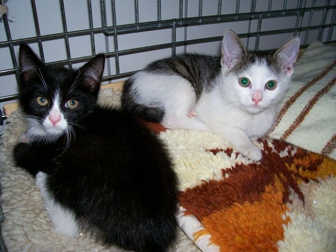 Alle zu haben (Foto: Knust)