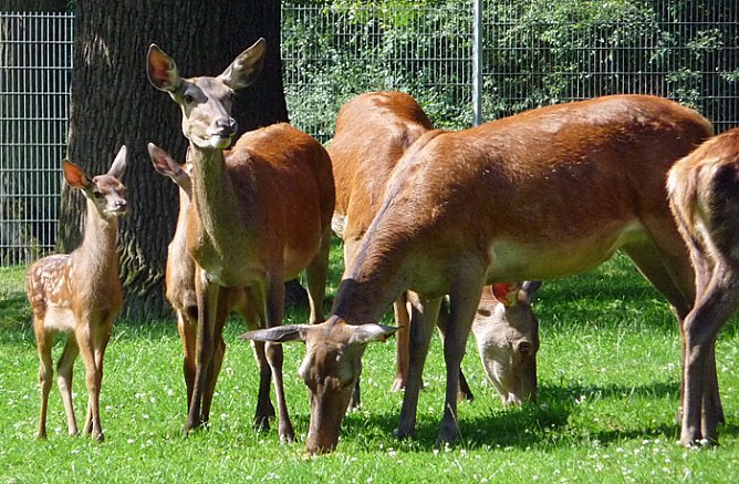 Nachwuchs im gehege (Foto: nnz)