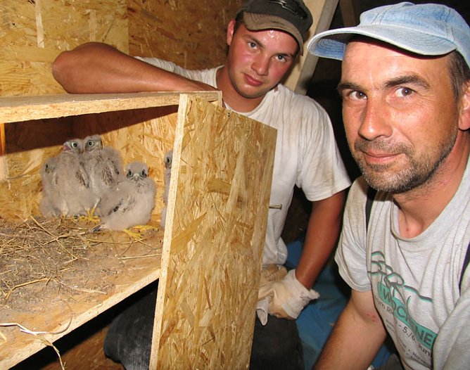 Neue Brutm&ouml;glichkeit (Foto: psv)