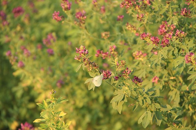Wetterbild (Foto: Angelo Glashagel) Wetterbild (Foto: Angelo Glashagel)