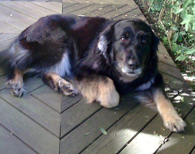 Angst vor Feuerwerk (Foto: privat) Angst vor Feuerwerk (Foto: privat)