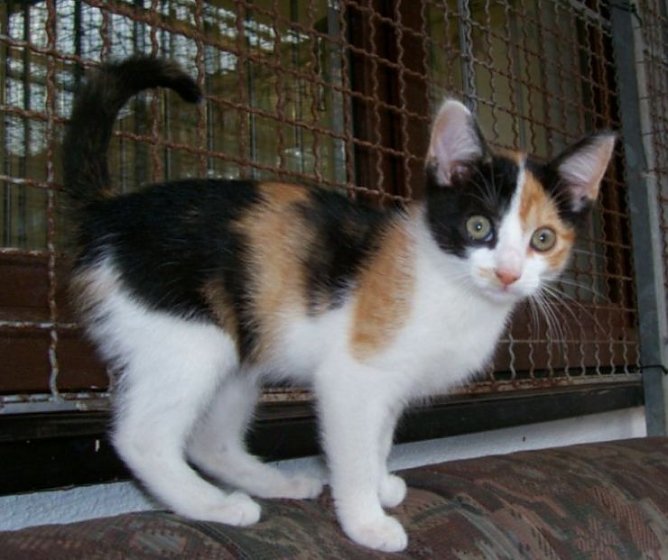 tier der woche (Foto: tierheim) tier der woche (Foto: tierheim)