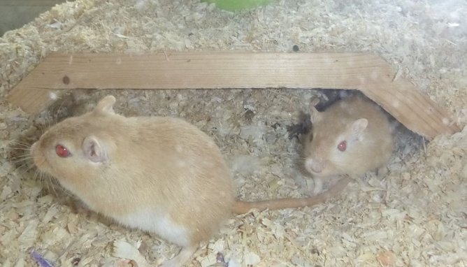 Tiere der Woche: Max und Moritz (Foto: Tierheim Nordhausen) Tiere der Woche: Max und Moritz (Foto: Tierheim Nordhausen)