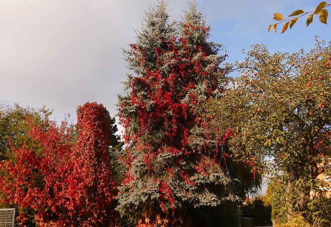 Der Blick in Nachbars Garten (Foto: Bernd Thielbeer)