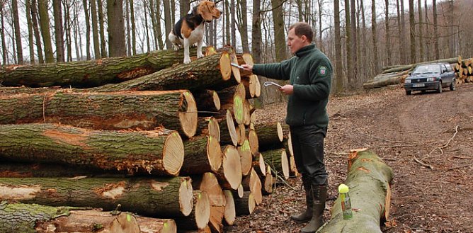 Begehrtes Holz (Foto: Andreas Knoll) Begehrtes Holz (Foto: Andreas Knoll)