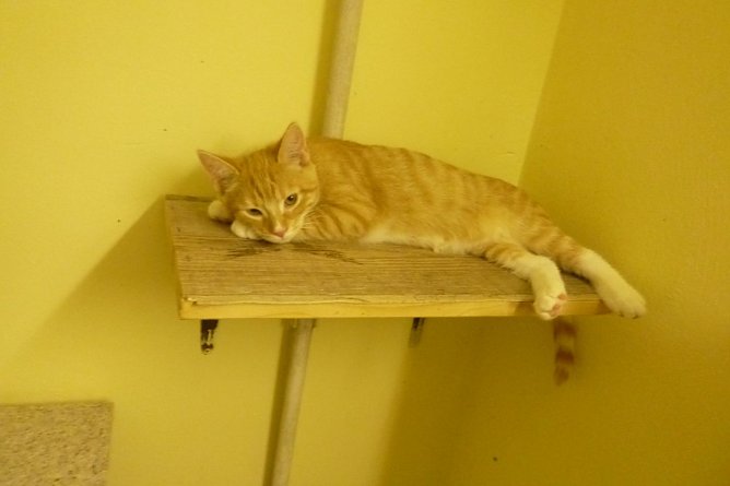 Tier der Woche: Lippi (Foto: Tierheim Nordhausen)