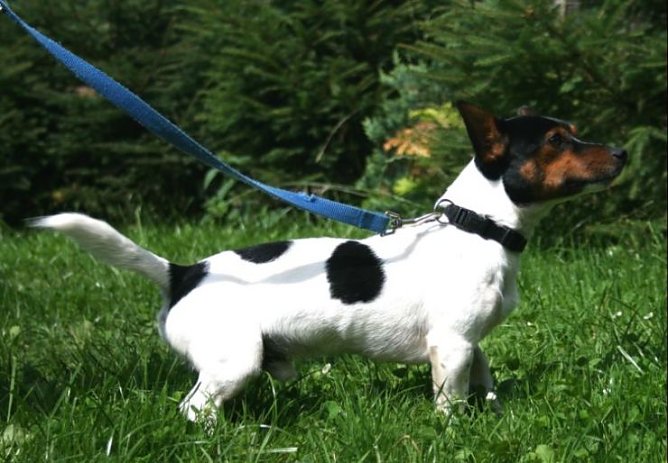 snoopy (Foto: tierheim) snoopy (Foto: tierheim)