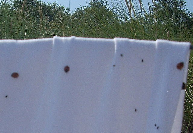 Marienk&auml;ferinvasion an K&uuml;ste (Foto: Karl-Heinz Herrmann)